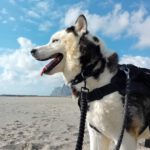 Husky Boris, 05/2023, ca. 58 cm