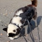 Husky Boris, 05/2023, ca. 58 cm