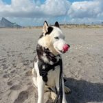 Husky Boris, 05/2023, ca. 58 cm