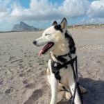 Husky Boris, 05/2023, ca. 58 cm