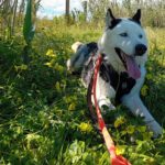 Husky Boris, 05/2023, ca. 58 cm