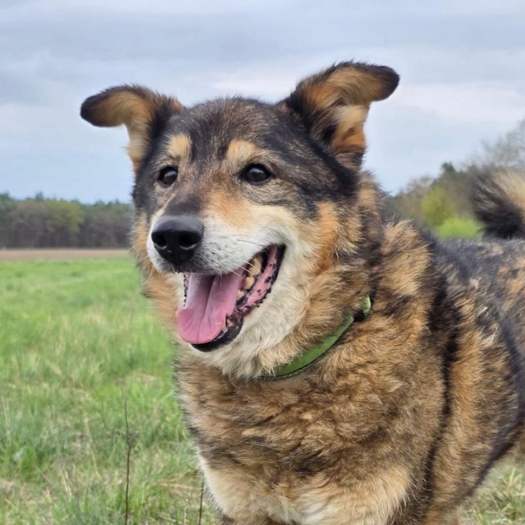 Mischling Briel, 01/2019, ca. 50 cm, 29410 Salzwedel