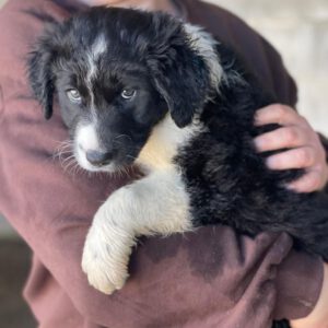 Labrador Mischling Brigid, 12/2025, Endgröße ca. 50 cm