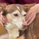 Podenco Bruja, 09/2015, ca. 45 cm