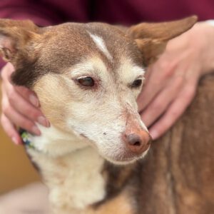 Podenco Bruja, 09/2015, ca. 45 cm