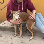 Podenco Bruja, 09/2015, ca. 45 cm