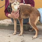 Podenco Bruja, 09/2015, ca. 45 cm