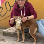 Podenco Bruja, 09/2015, ca. 45 cm