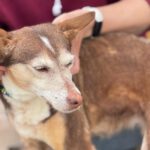 Podenco Bruja, 09/2015, ca. 45 cm