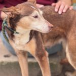 Podenco Bruja, 09/2015, ca. 45 cm