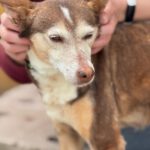 Podenco Bruja, 09/2015, ca. 45 cm