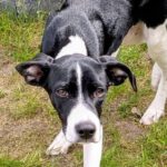 Mischling Bruno, 11/2025, Endgröße ca. 50 cm, 28717 Bremen