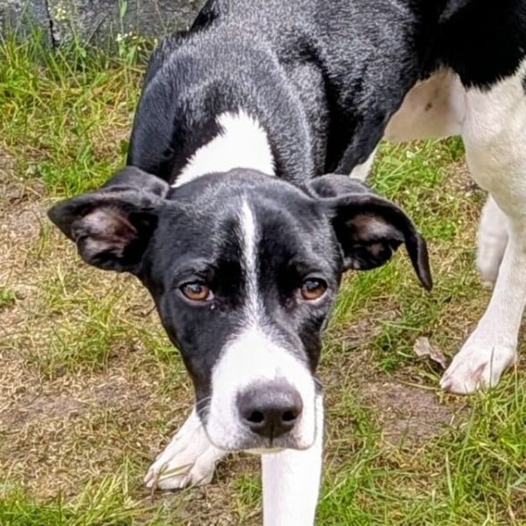 Mischling Bruno, 11/2025, Endgröße ca. 50 cm, 28717 Bremen