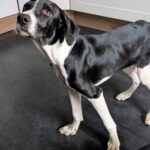 Mischling Bruno, 11/2025, Endgröße ca. 50 cm, 28717 Bremen