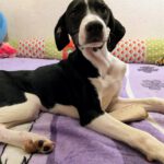 Mischling Bruno, 11/2025, Endgröße ca. 50 cm, 28717 Bremen