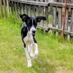 Mischling Bruno, 11/2025, Endgröße ca. 50 cm, 28717 Bremen