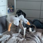 Mischling Bruno, 11/2025, Endgröße ca. 50 cm, 28717 Bremen