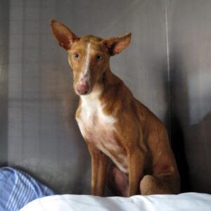 Podenco Café, 09/2023, ca. 50 cm