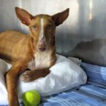 Podenco Café, 09/2023, ca. 50 cm