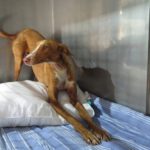 Podenco Café, 09/2023, ca. 50 cm