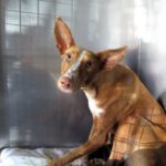 Podenco Café, 09/2023, ca. 50 cm