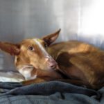 Podenco Café, 09/2023, ca. 50 cm