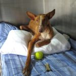 Podenco Café, 09/2023, ca. 50 cm