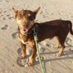 Podenco Maneto Camilo,12/2020, ca. 35 cm