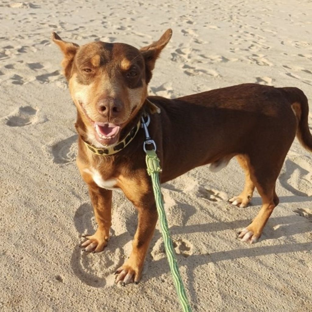 Podenco Maneto Camilo,12/2020, ca. 35 cm