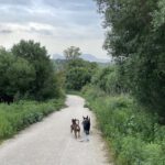 Podenco Maneto Camilo,12/2020, ca. 35 cm