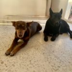 Podenco Maneto Camilo,12/2020, ca. 35 cm