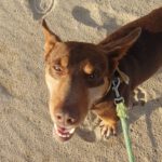 Podenco Maneto Camilo,12/2020, ca. 35 cm