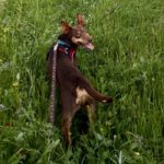 Podenco Maneto Camilo,12/2020, ca. 35 cm