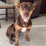 Podenco Maneto Camilo,12/2020, ca. 35 cm