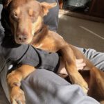 Podenco Maneto Camilo,12/2020, ca. 35 cm