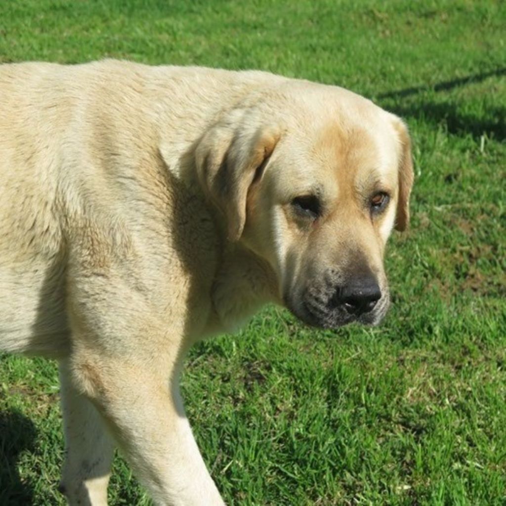 Mischling Campero, 03/2021, ca. 70 cm