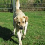 Mischling Campero, 03/2021, ca. 70 cm