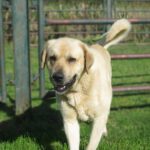 Mischling Campero, 03/2021, ca. 70 cm