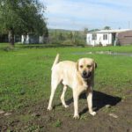 Mischling Campero, 03/2021, ca. 70 cm