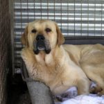 Mischling Campero, 03/2021, ca. 70 cm