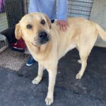 Mischling Campero, 03/2021, ca. 70 cm