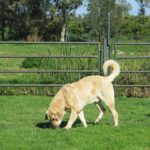 Mischling Campero, 03/2021, ca. 70 cm