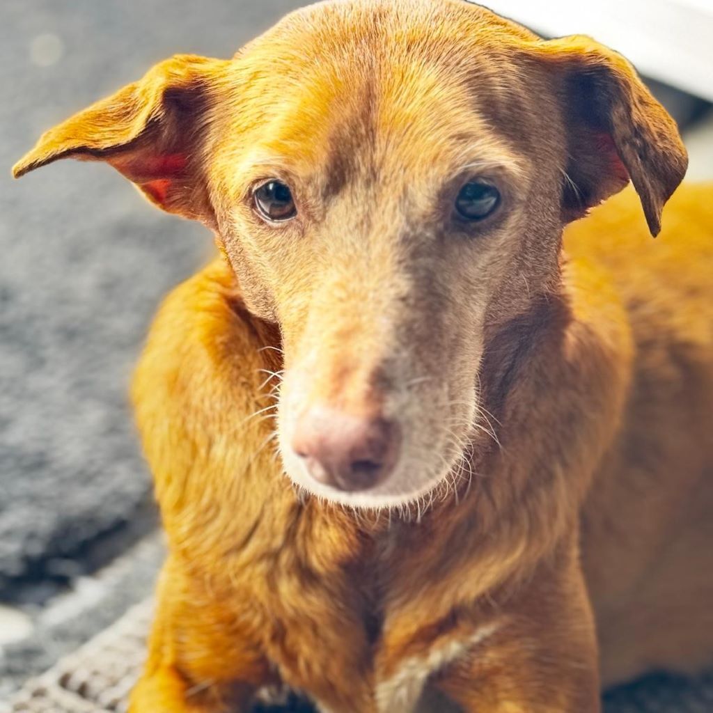 Podenco Canela, 02/2015, ca. 40 cm, 24558 Henstedt Ulzburg