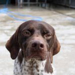 Deutsch Kurzhaar Cappucino, 02/2022, ca. 55 cm