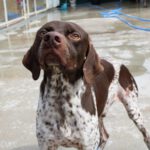 Deutsch Kurzhaar Cappucino, 02/2022, ca. 55 cm