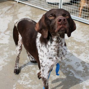 Deutsch Kurzhaar Cappucino, 02/2022, ca. 55 cm