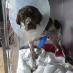 Deutsch Kurzhaar Cappucino, 02/2022, ca. 55 cm