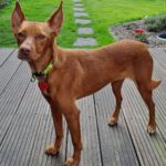 Podenco Carol, 04/2022, ca. 45 cm, 47059 Duisburg