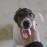 Mischling Cella, 12/2025, Endgröße ca. 35 cm