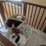 Mischling Cella, 12/2025, Endgröße ca. 35 cm